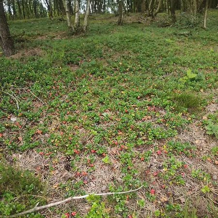 Hytten Σπίτι διακοπών Σίλκεμποργκ